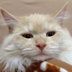 かわわ さんのプロフィール写真